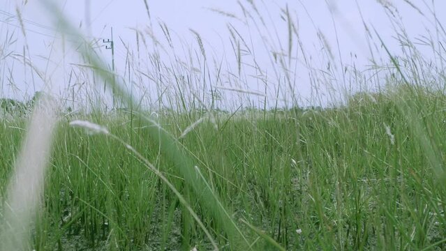Retreating slow motion shot of cogon grass, Imperata cylindrica, a tropical grass that is found in grasslands, meadows, pastures, and swampy habitats.