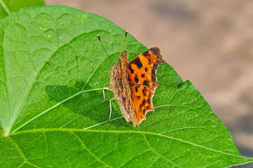 Thistle, or thistle, or thistle, or Vanessa cardui macro photo. Beautiful butterfly.