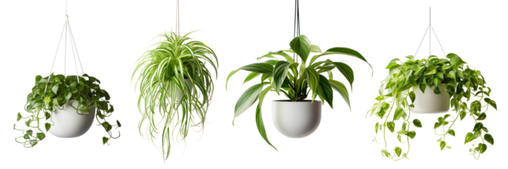Hanging plant png element set on transparent background