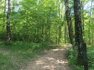 Talsa park during sunny summer day. Oak and birch tree woodland. Sunny day with white and gray clouds in sky. Bushes and small are growing in woods. Nature. Talsos parkas.