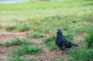 dove on the ground looking away