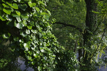 Vegetation in an urban park close to Bilbao