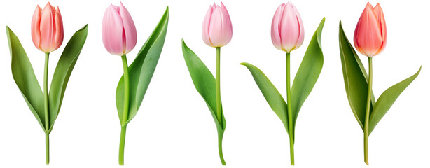 Tulip png on transparent background