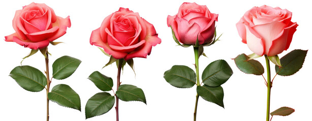 Roses png on transparent background