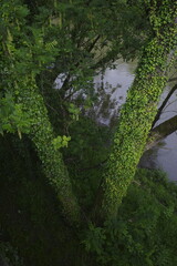 Vegetation in an urban park close to Bilbao