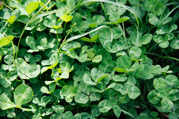carpet of clover petals close-up