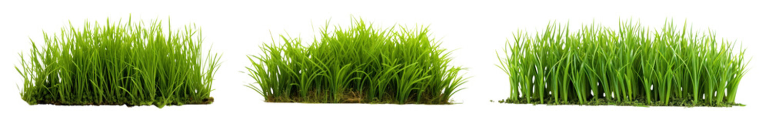 Obraz premium Grass png element set on transparent background