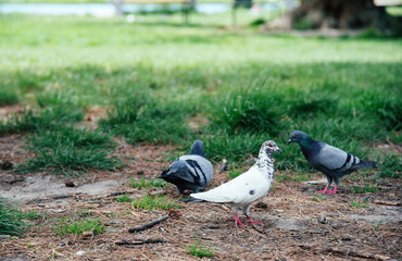 white and two rock pigeons on the lawn looking for food