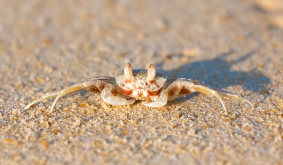 A crab on the beach is running on the white sand. Exotic animals in the resorts of tropical islands. The concept of a beach holiday in the tropics.