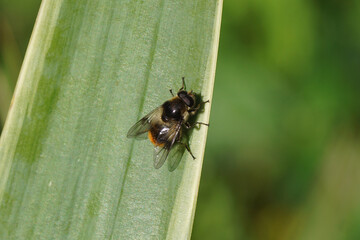 Close up male hoverfly Bumblebee Blacklet , Cheilosia illustrata. On a leaf of a Yucca variegata. Spring, May, Dutch garden.