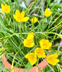 Obraz premium yellow flower 