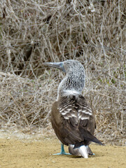 blue-footed booby