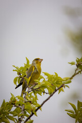 European greenfinch sits on a branch with green leaves perpendicular to the camera lens and sings...
