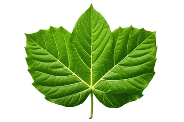 Obraz premium The Enigmatic Dance of a Lush Green Leaf on Transparent PNG Background.