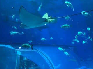 水族館の水槽 © Mae