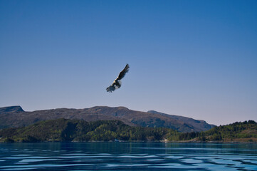 Norwegian fjord landscape. Seagull flies in the sky. Mountains with rugged vegetation