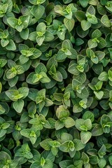 Marjoram texture background, fresh green oregano pattern, Origanum majorana banner, marjoram
