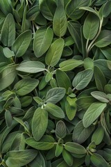 Salvia texture background, salvia divinorum pattern, sage leaves banner, aromatic herbs and greens mockup