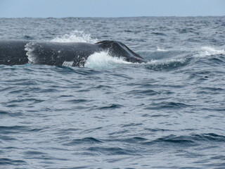 Naklejka premium humpback tail