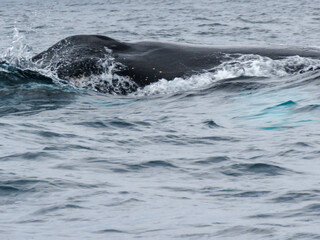 Fototapeta premium humpback whale in the sea