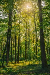 Naklejka premium Sunlit Forest Landscape