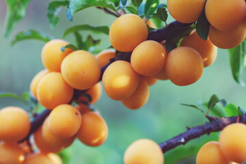 Branch with yellow plum in the garden. A bountiful harvest