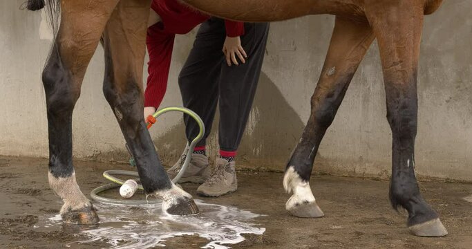 A young woman rinses off  antibacterial soap from her horse's leg. Mud fever in horses treatment concept. 