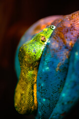 Green Tree Python or Morelia viridis curled up