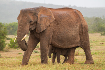 Obraz premium African elephant - mother and baby in the wild - Addo Elephant Park