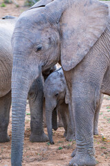 Fototapeta premium African elephant - mother and baby in the wild - Addo Elephant Park