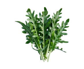 Fresh arugula leaves isolated on transparent background Ai generative.