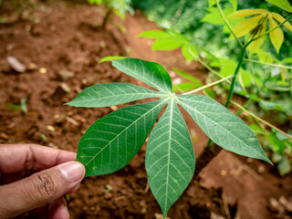 Fresh cassava leaves are crushed and held by hand