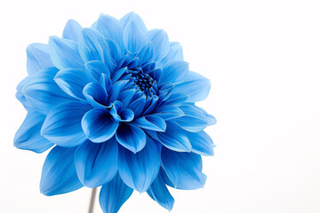 Close up of blue dahlia flower isolated on white background