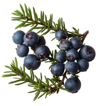 juniper berry on transparent png background