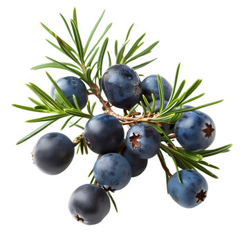 juniper berry on transparent png background