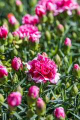 A flower bed full of dark pink carnations. Warm sunshine - Dianthus caryophyllus