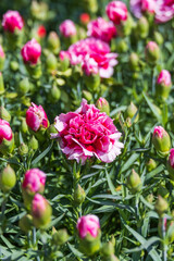 A flower bed full of dark pink carnations. Warm sunshine - Dianthus caryophyllus