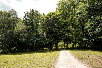 Walk in the middle of the forest in the north of Spain