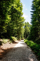 Obraz premium Path in the middle of a forest in northern Spain