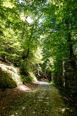 Path in the middle of a forest in northern Spain