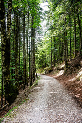 Path in the middle of a forest in northern Spain