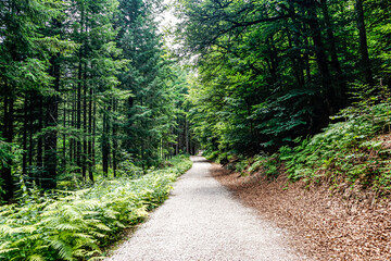 Obraz premium Path in the middle of a forest in northern Spain
