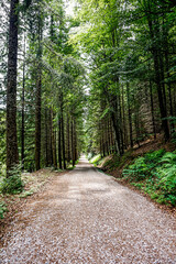 Path in the middle of a forest in northern Spain