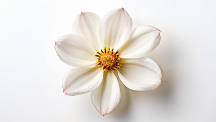 Fototapeta premium Beautiful flowers bring back memories.