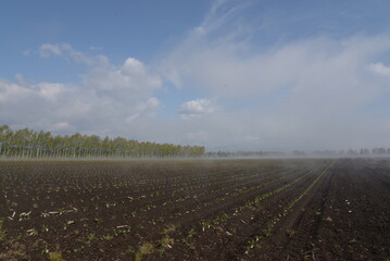 早朝のかすむビート畑