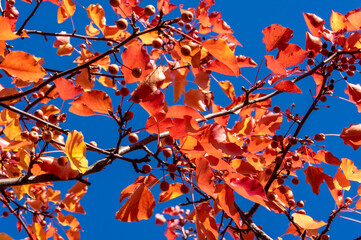 Autumn leaves ready to fall