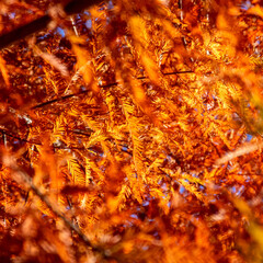 Autumn leaves ready to fall