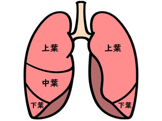 シンプルでかわいい肺のイラスト素材
