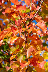 Fototapeta premium Autumn leaves ready to fall