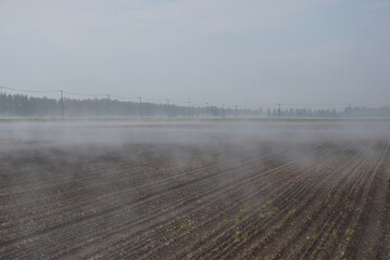早朝のかすむビート畑